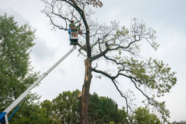 Reliable Boulder, MT  Tree Services Solutions